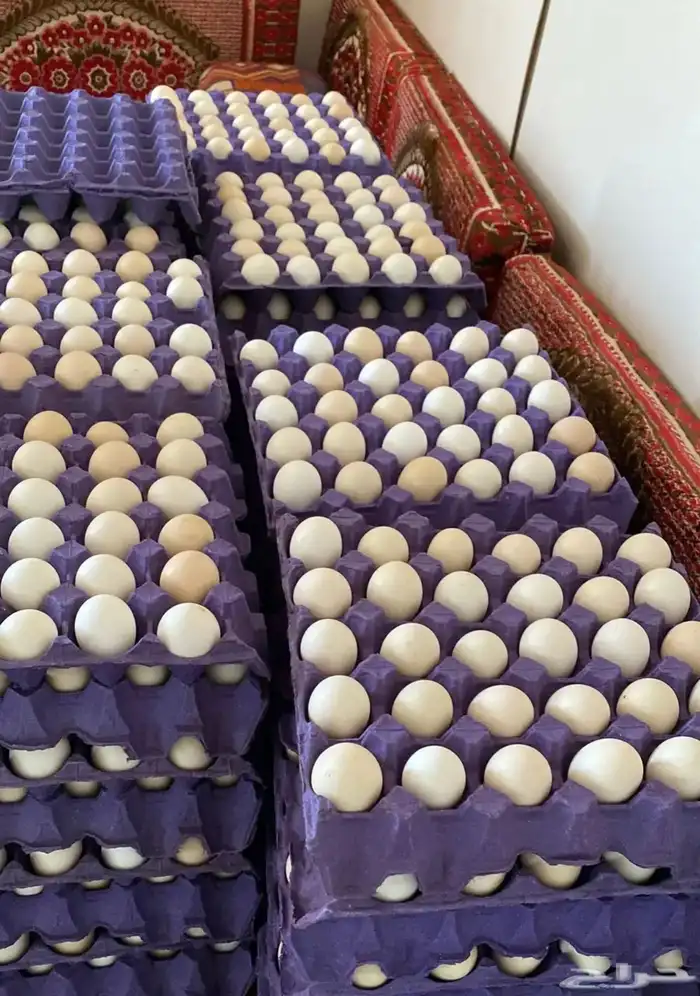 بيض بلدي مخصب 0