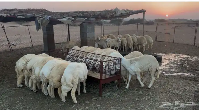 طليان حريات جبر مراح واحد محصن دموي ومعوي قلاعيه وطاعون 0