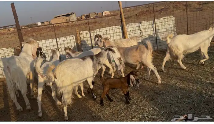 11 معزاء بيض مولد ومضاريع للبيع 5