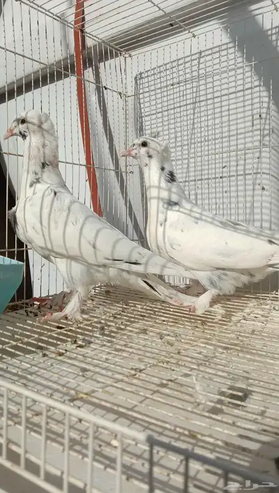 حمام تركي طبه تايجر عروقها معقده index