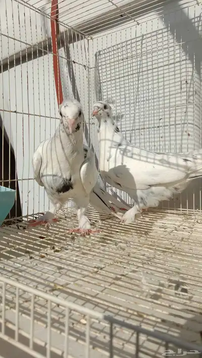 حمام تركي طبه تايجر عروقها معقده index