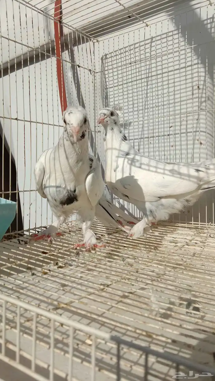 حمام تركي طبه تايجر عروقها معقده 1