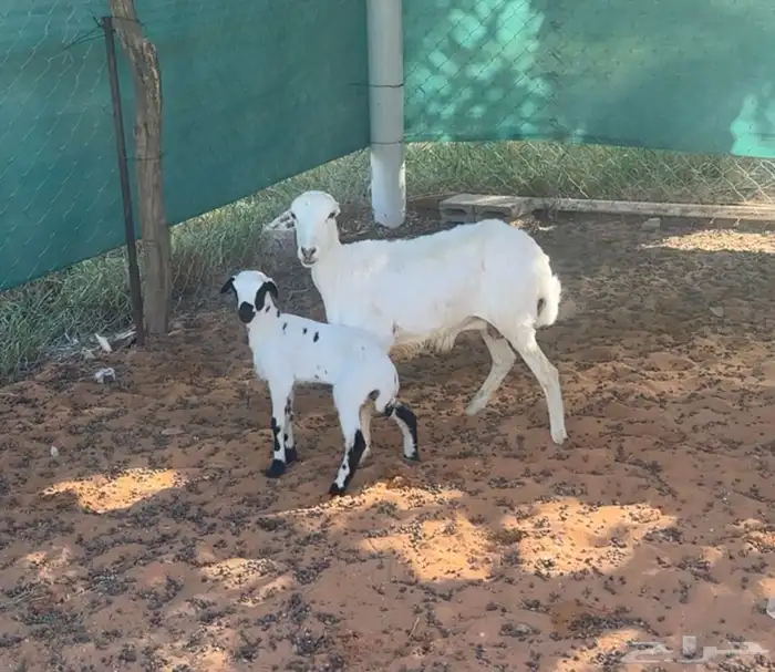 شاه جذعه متبع وبهم حري مهاجين 0