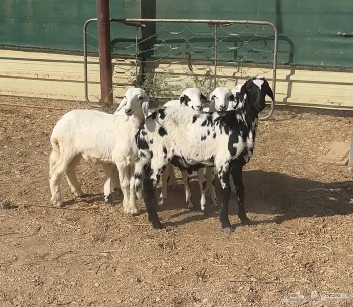 شاه جذعه متبع وبهم حري مهاجين 4