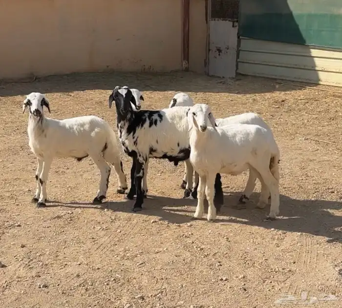 شاه جذعه متبع وبهم حري مهاجين 3