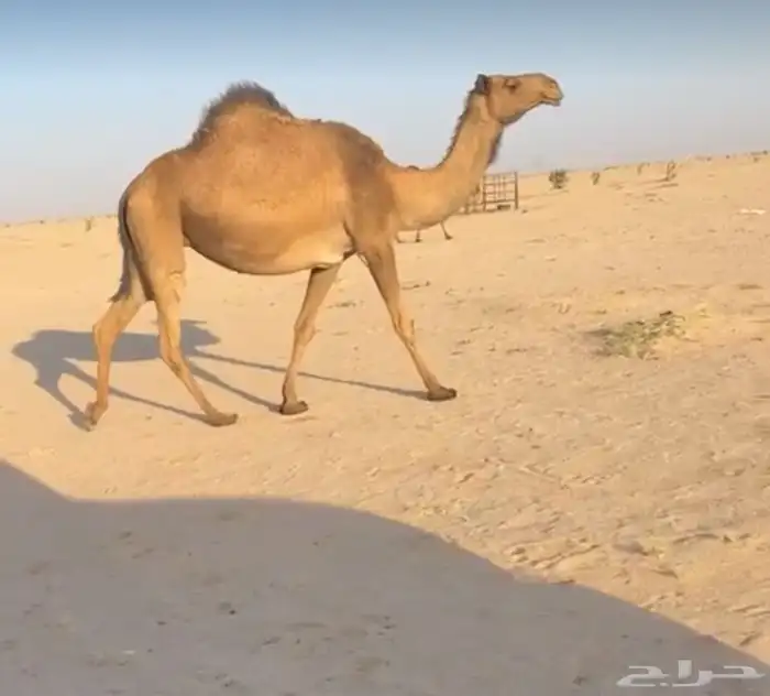 للبيع ناقه لقحه صفرا 0