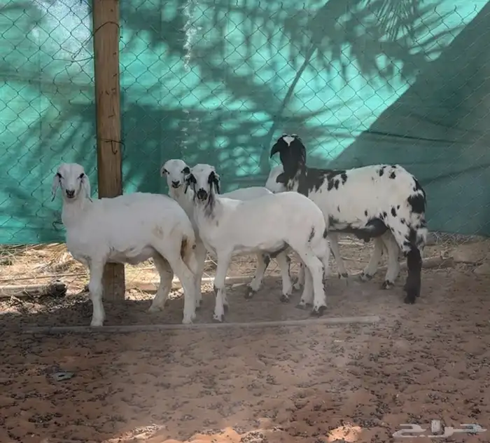 شاه جذعه متبع وبهم حري مهاجين 2