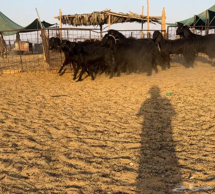 ماعز قبرصيات دلم. اصل تم البيع 1