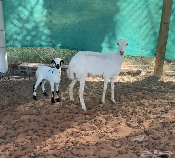 شاه جذعه متبع وبهم حري مهاجين 1