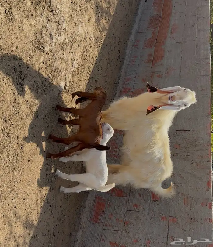الغولاء 0