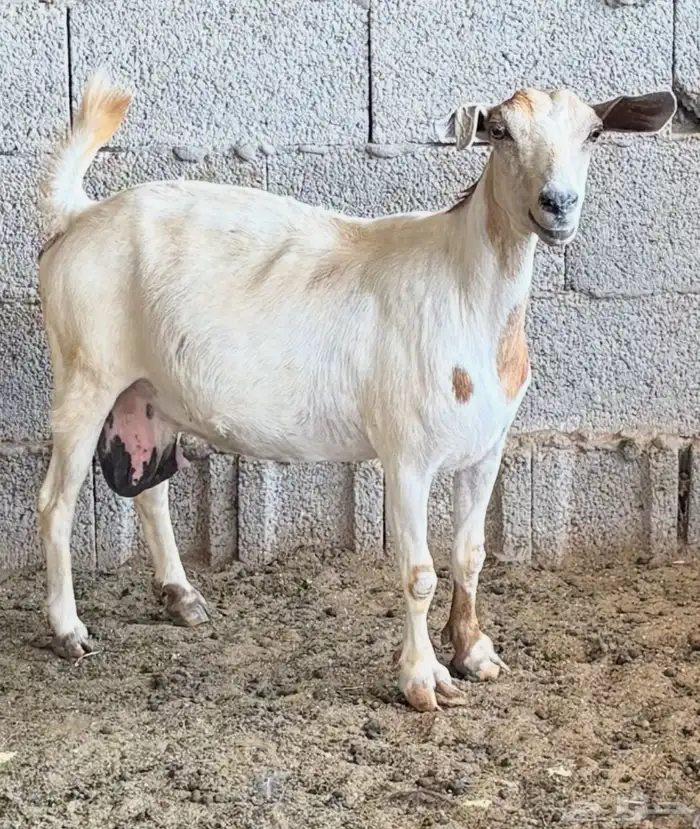 الغولاء 0