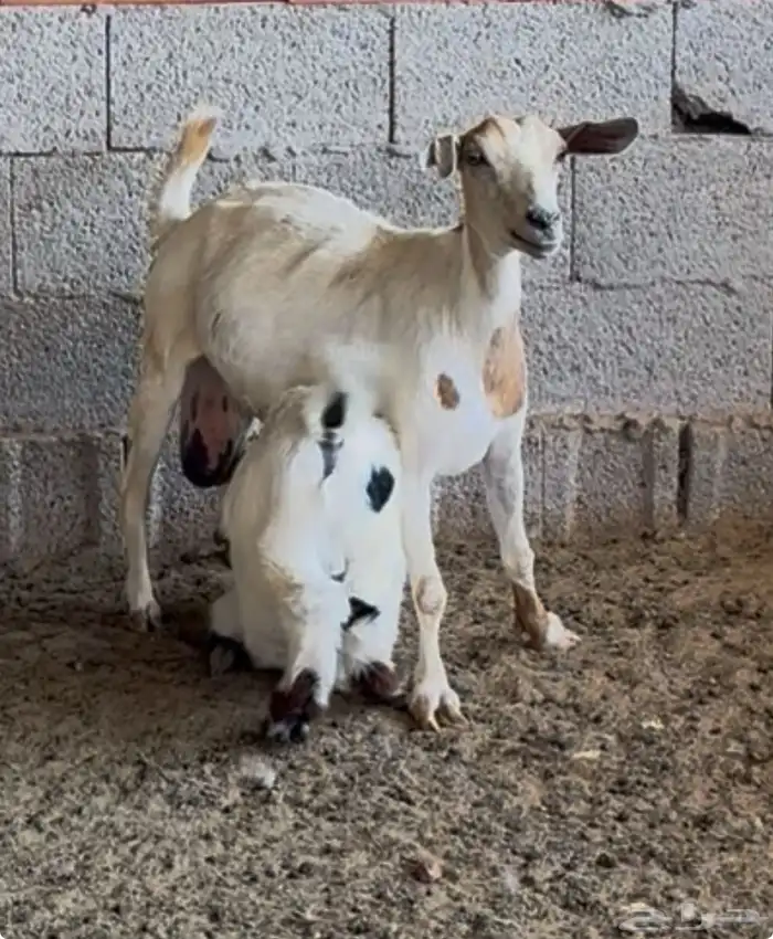 الغولاء 5