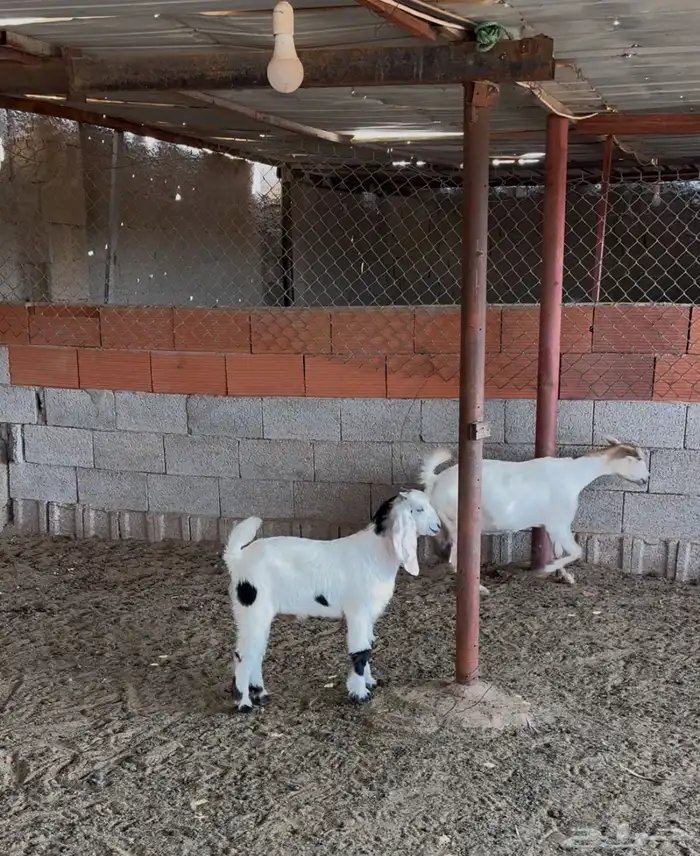 الغولاء 2