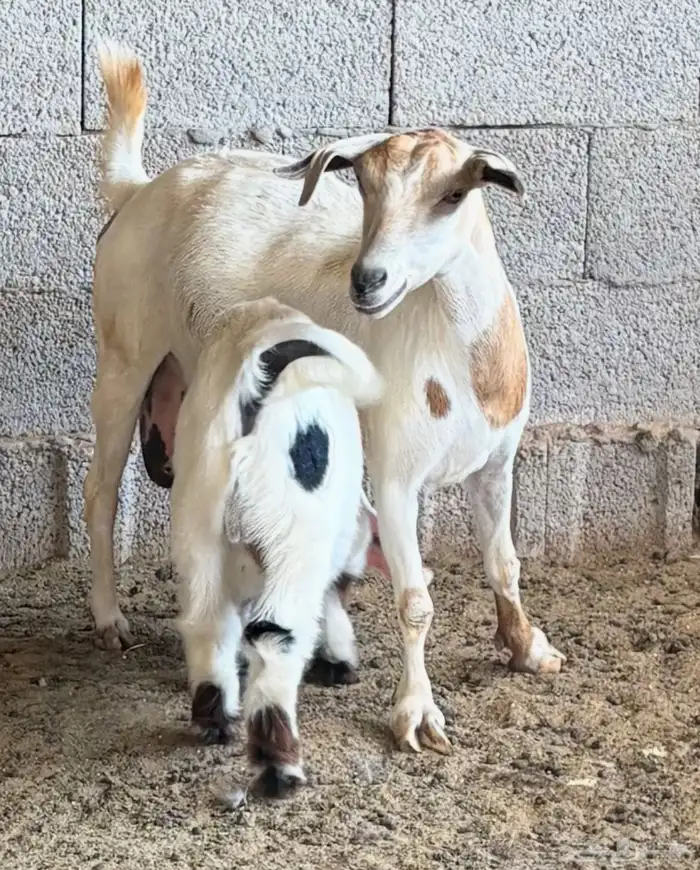 الغولاء 4