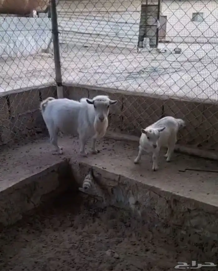 جوز ماعز قزم فاخر 0