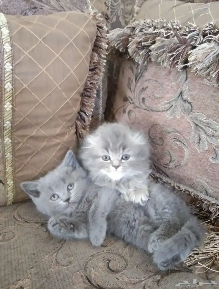 قطط سكوتش فولد كتين عمر 55 يوم 1