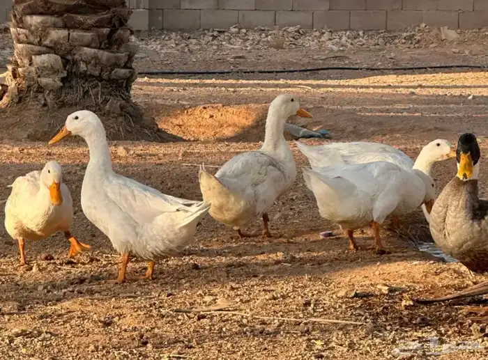 بط بكيني منتج سعر خيالي 0