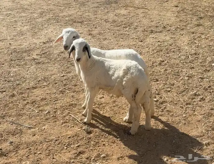 شاه جذعه متبع وبهم حري مهاجين 5