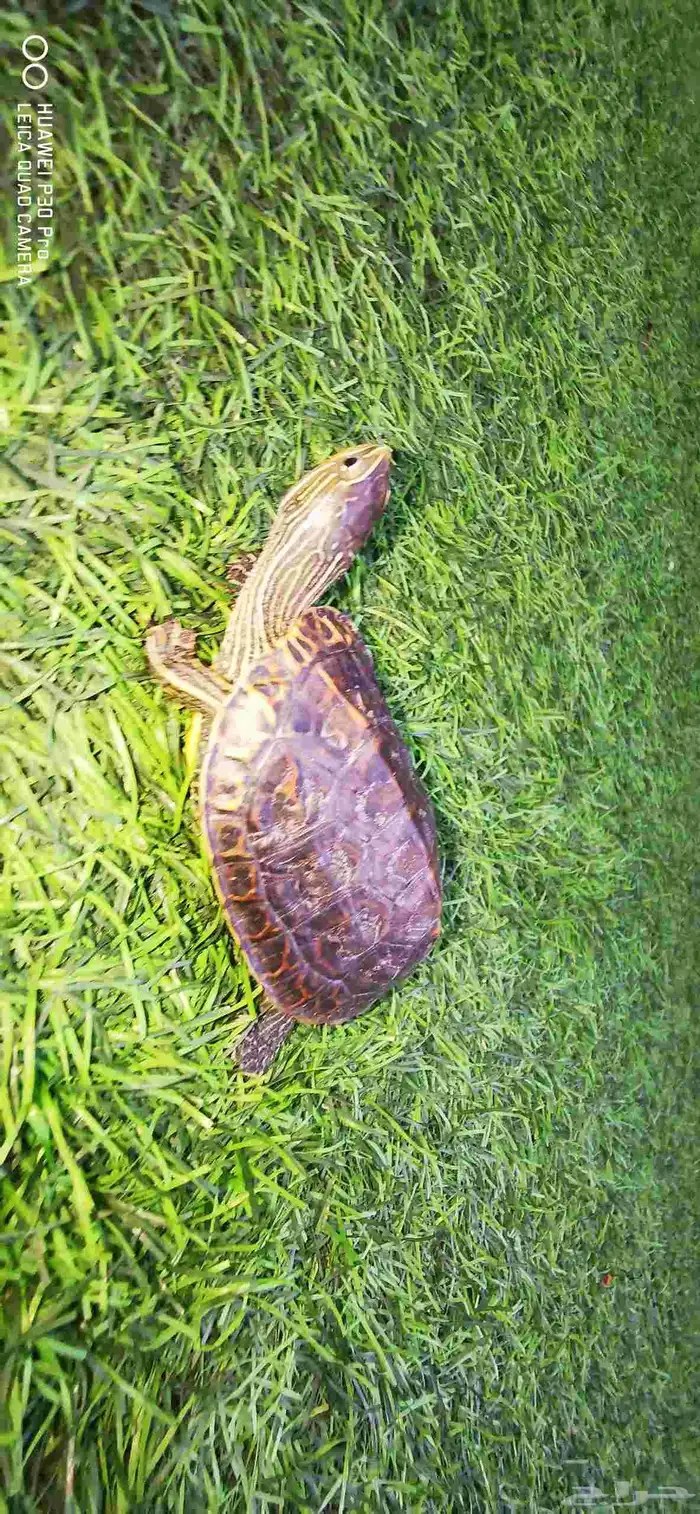 سلحفاه مائيه صغيره للبيع السعر 70 مع اكلها وبيتها 3