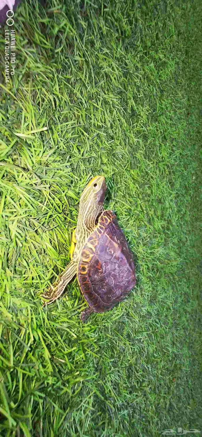 سلحفاه مائيه صغيره للبيع السعر 70 مع اكلها وبيتها 0