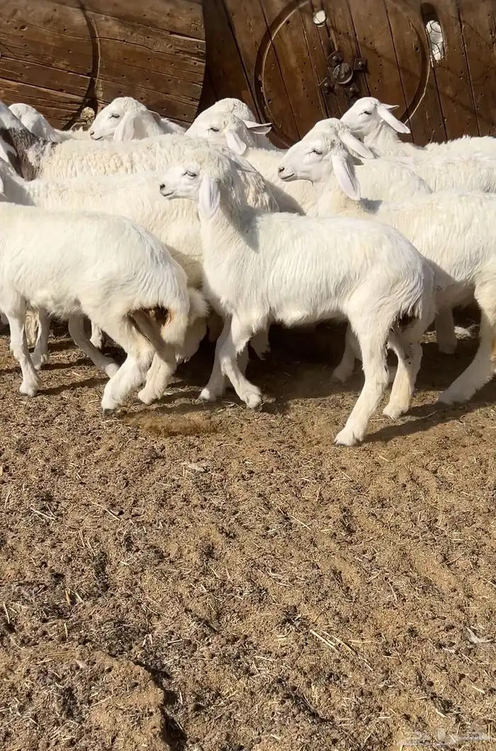 رخال حريه حرش 2