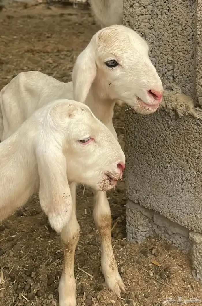 فحل حري منتج 3
