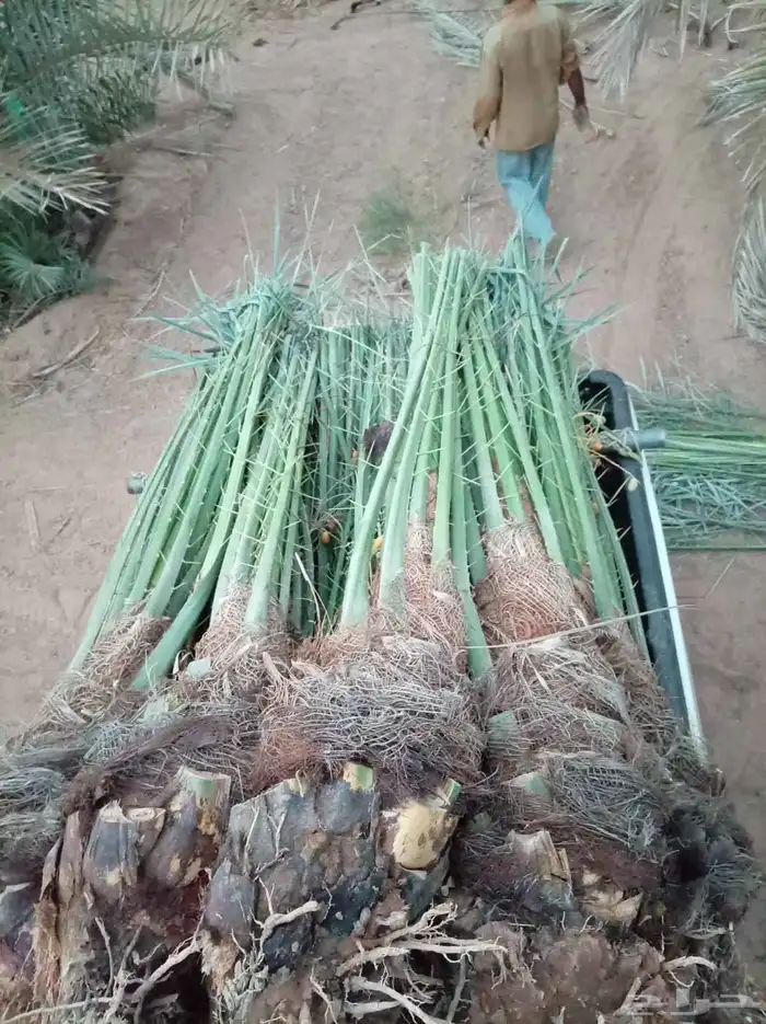 يوجد لدينا جميع انواع النخيل بجميع مقاساته 4