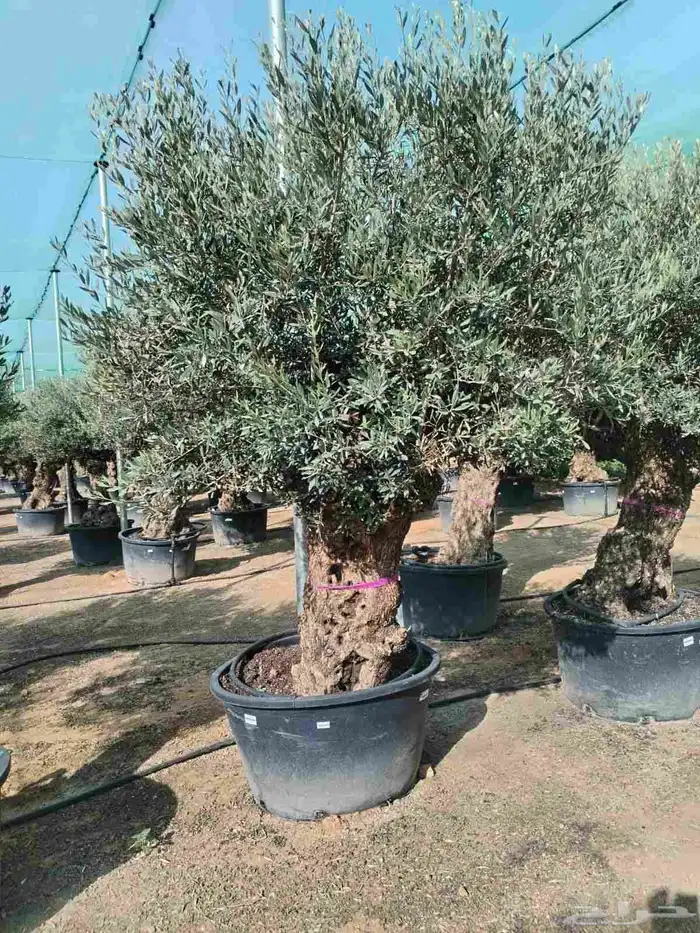 اشجار زيتون معمره اسباني ونيبالي 4