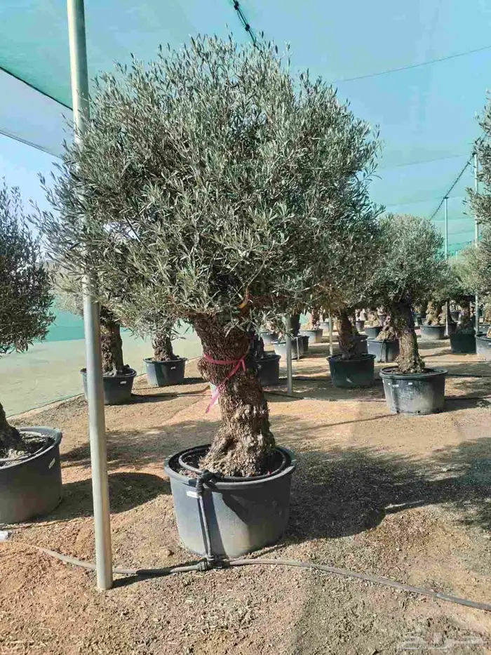 اشجار زيتون معمره اسباني ونيبالي 3