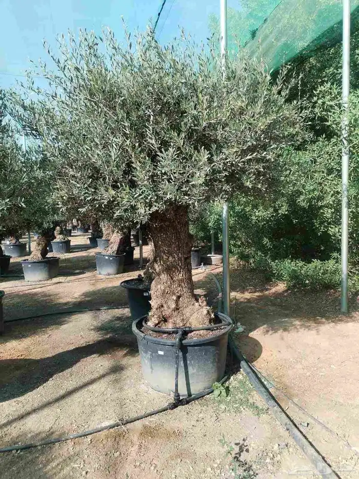 اشجار زيتون معمره اسباني ونيبالي 1