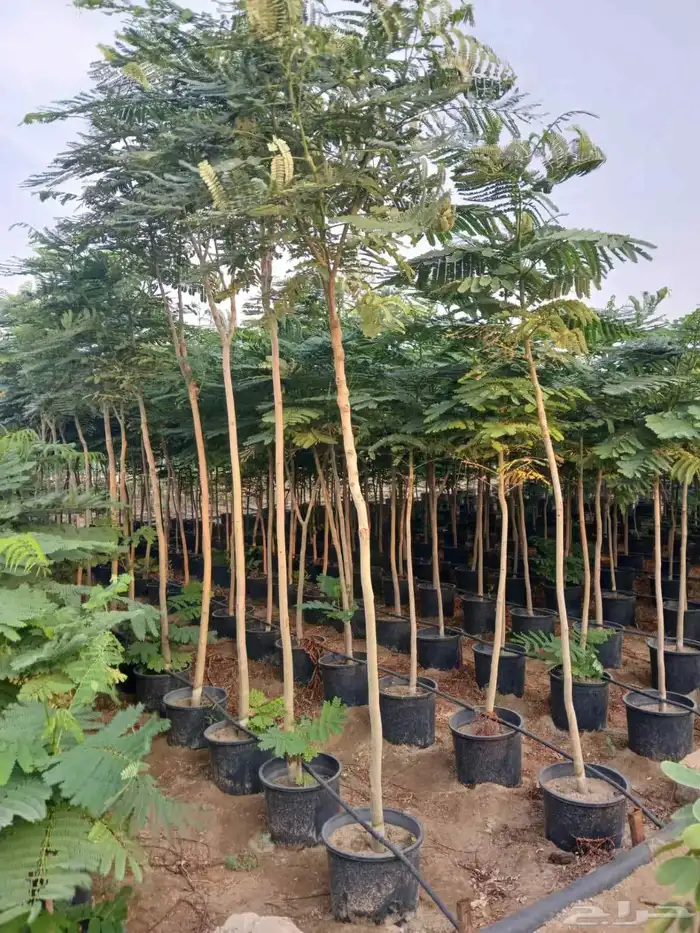 تنسيق حدائق 6