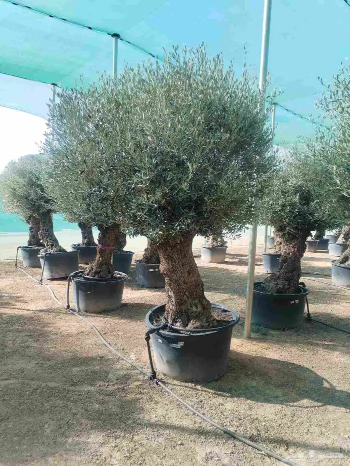 اشجار زيتون معمره اسباني ونيبالي 0