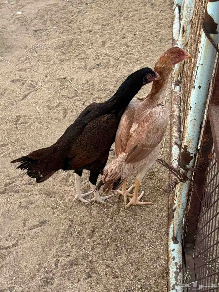 دجاج باكستاني 4