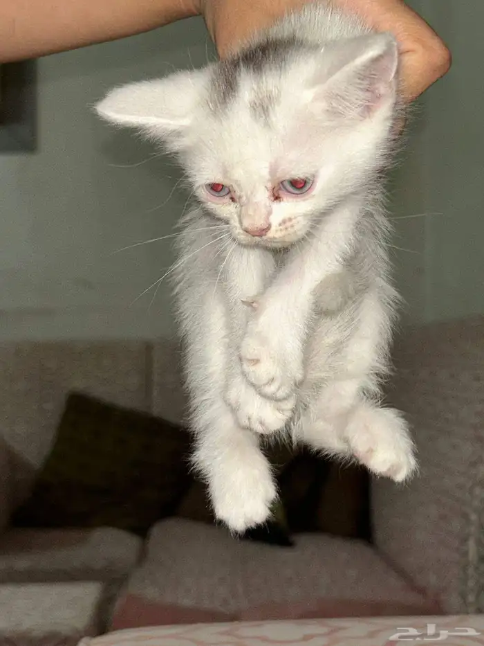 قطط للتبني عمر شهر و 3 اسابيع 3