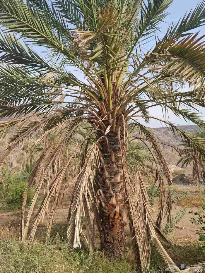 يوجد نخل للبيع في مكه 3