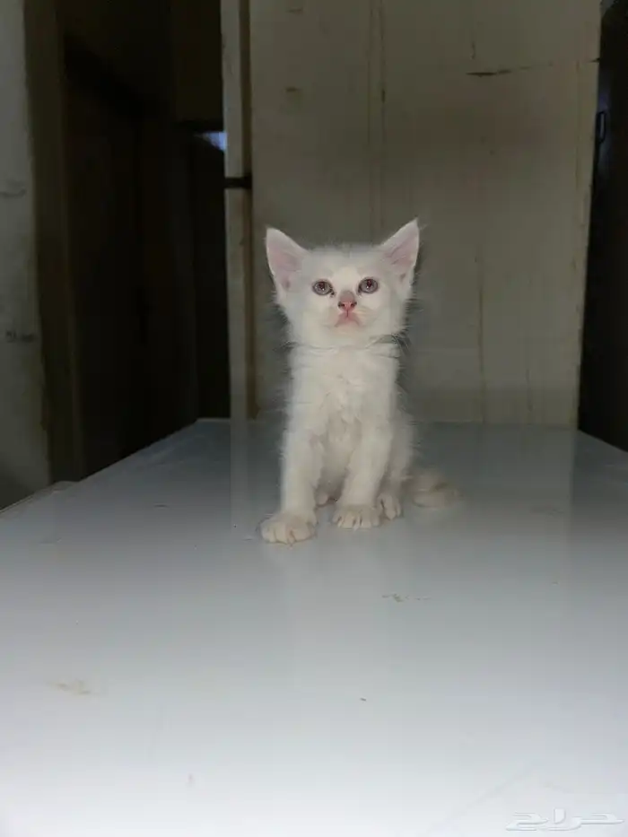 قطط للتبني عمر شهر و 3 اسابيع 0