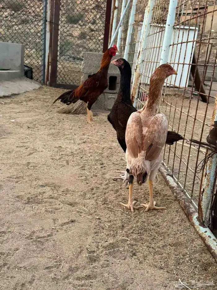 دجاج باكستاني 6