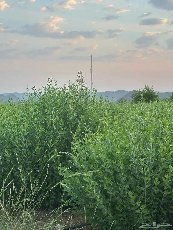 حناء ينبع النخل وسدر ومشاط جملة وتجزئة كميات يوجد خصم 5