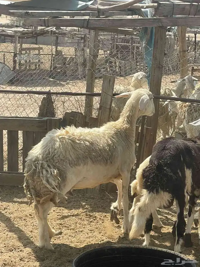 نعجه ولود 3