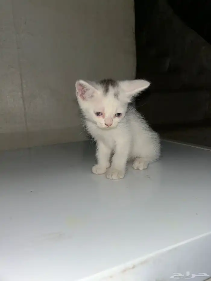قطط للتبني عمر شهر و 3 اسابيع 7