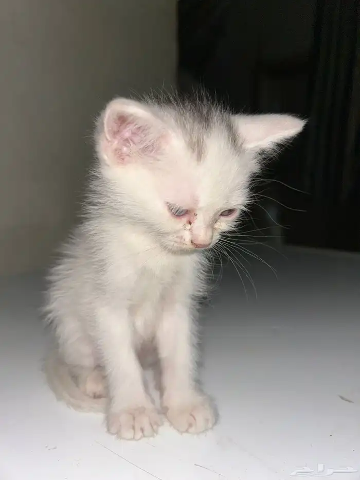 قطط للتبني عمر شهر و 3 اسابيع 2