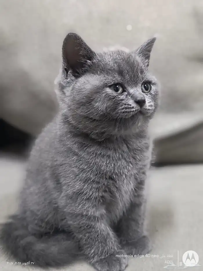 قط سكوتش ستريت للبيع 6