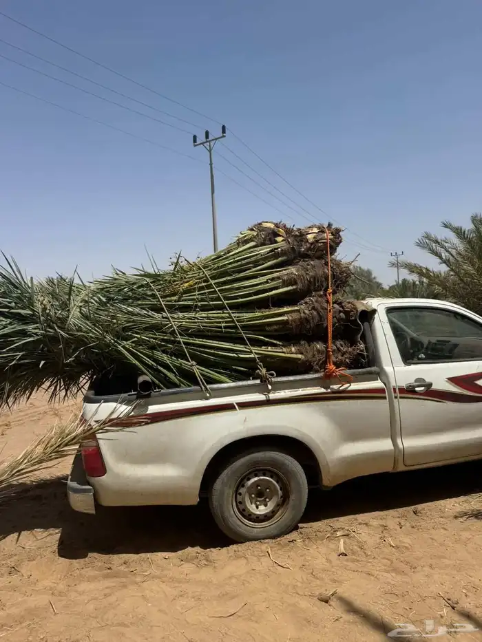 نخل للبيع طالع بتجاه تبوك بجميع مقاساته 6