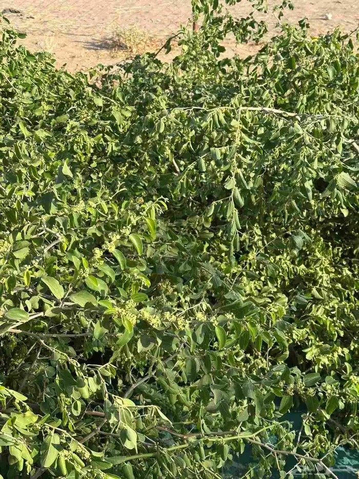 حناء ينبع النخل وسدر ومشاط جملة وتجزئة كميات يوجد خصم 0