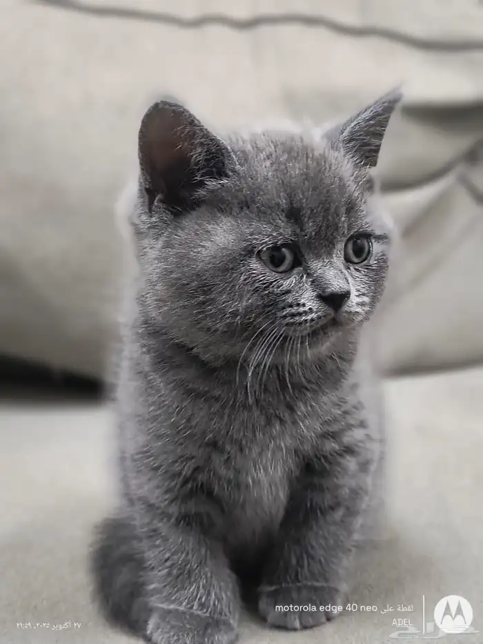 قط سكوتش ستريت للبيع 1