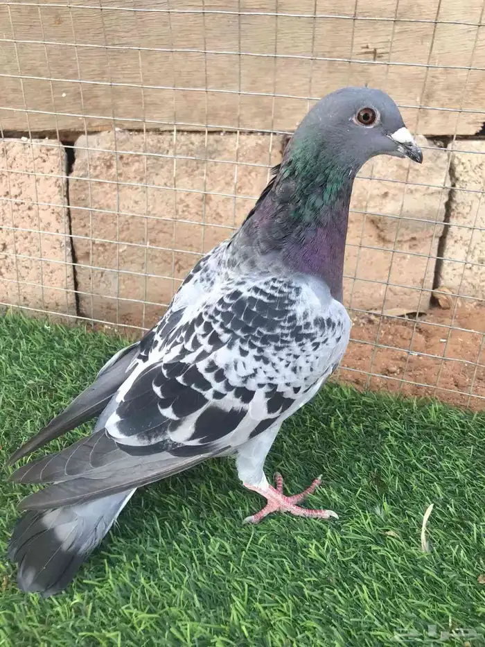 ذكر زاجل سباق 2