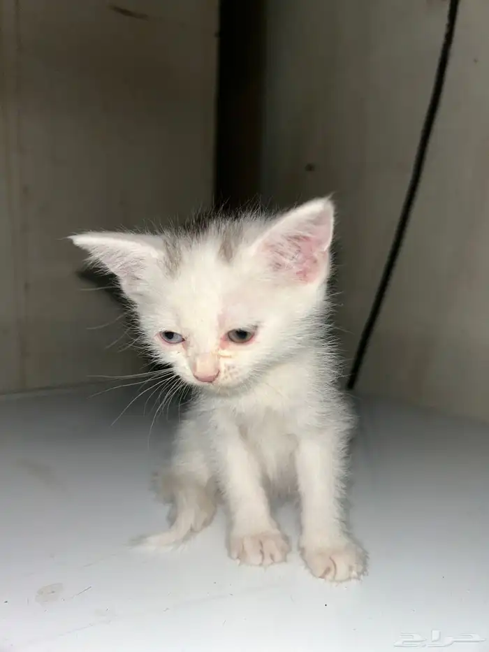 قطط للتبني عمر شهر و 3 اسابيع 6