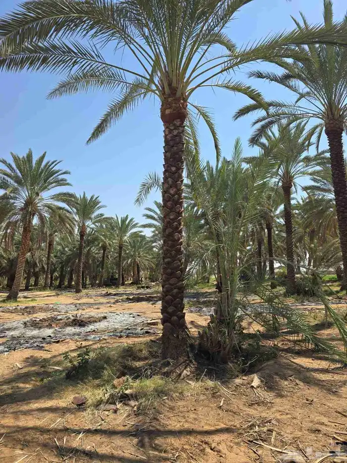 نقوم بتوريد جميع انواع انخيل العربي وزينه الوشنطني 6