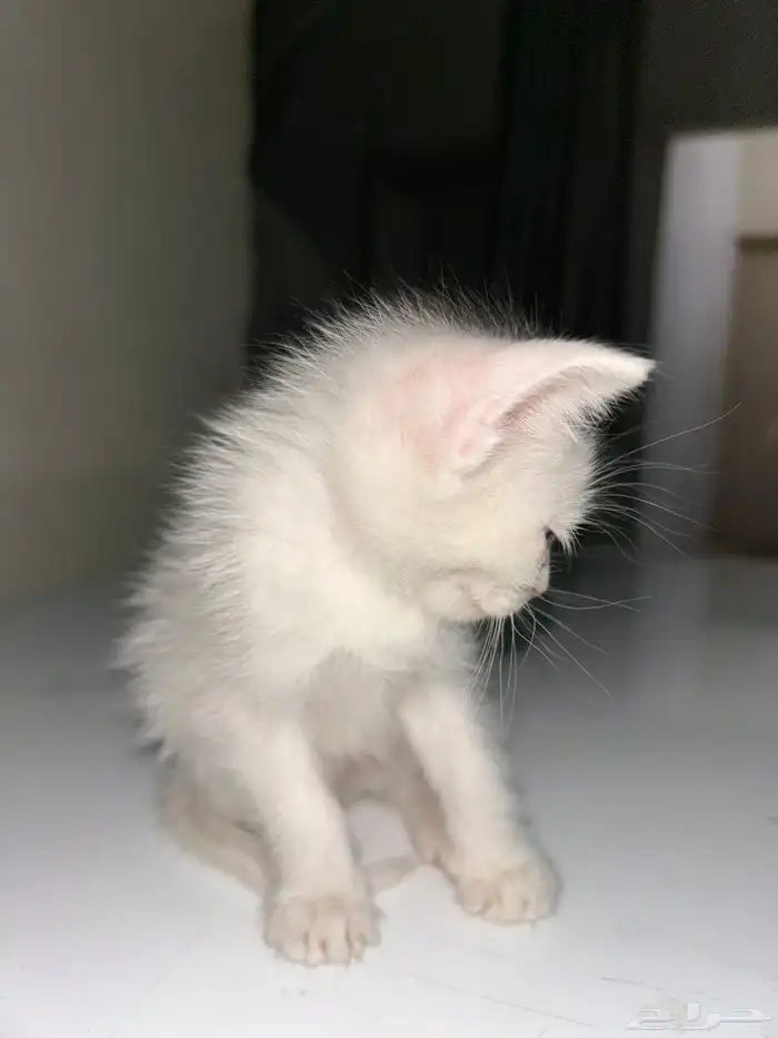 قطط للتبني عمر شهر و 3 اسابيع 1