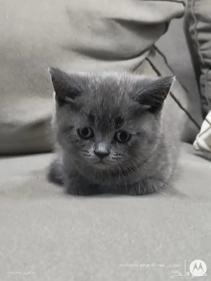 قط سكوتش ستريت للبيع 5